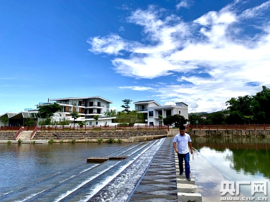 广东惠州白盆珠：格桑花海引客来